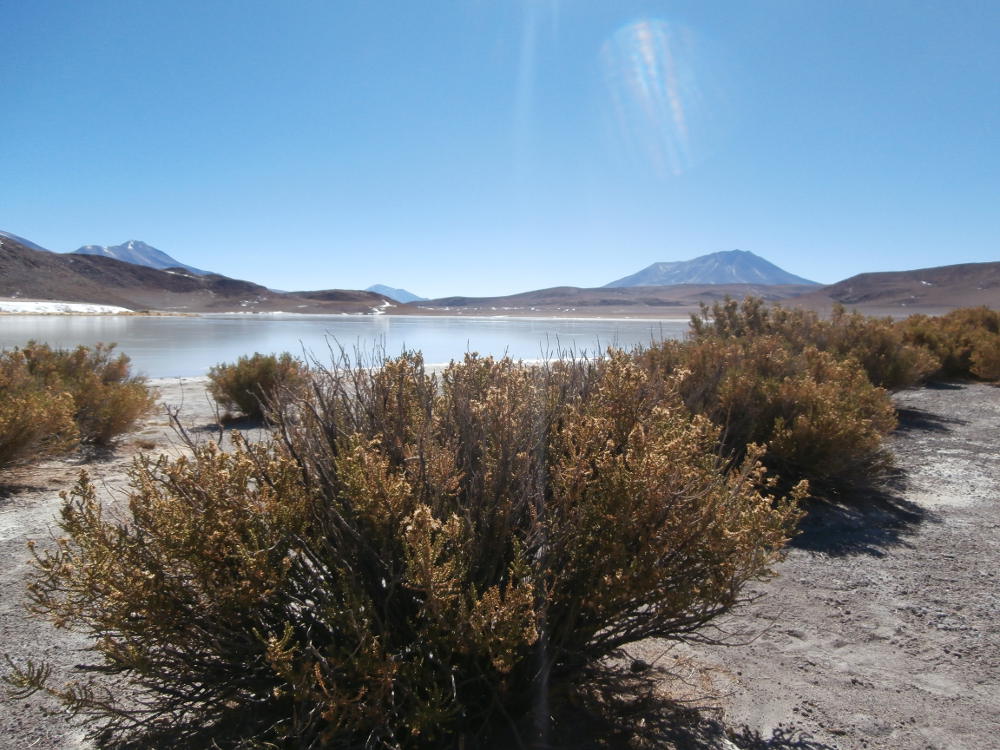 Bolivia - Laguna Honoa