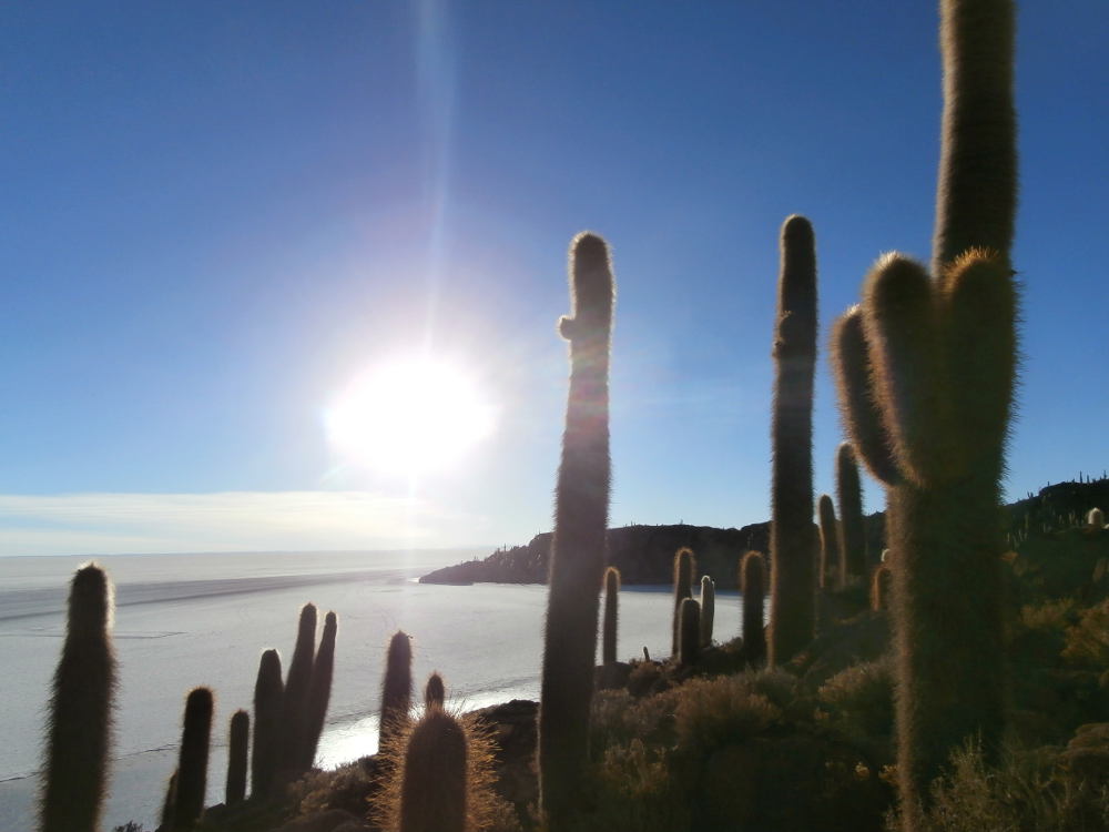 Bolivia - Salar de Uyuni - Isla incahuasi