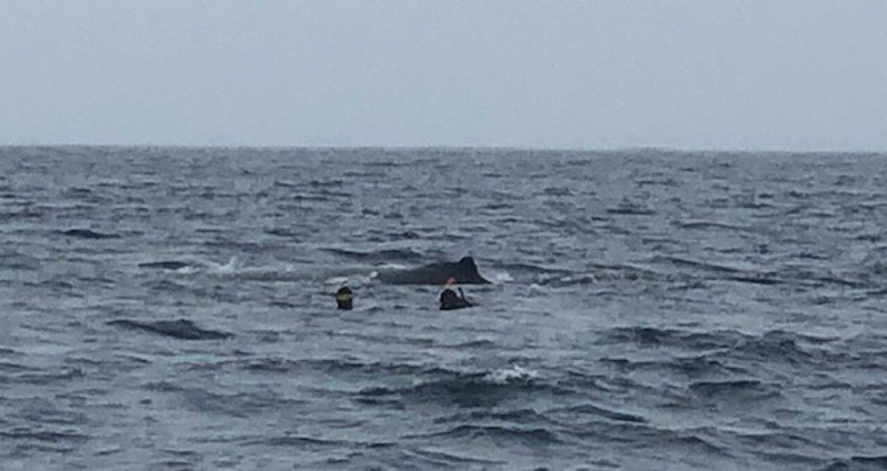 Tonga - nadar con las ballenas