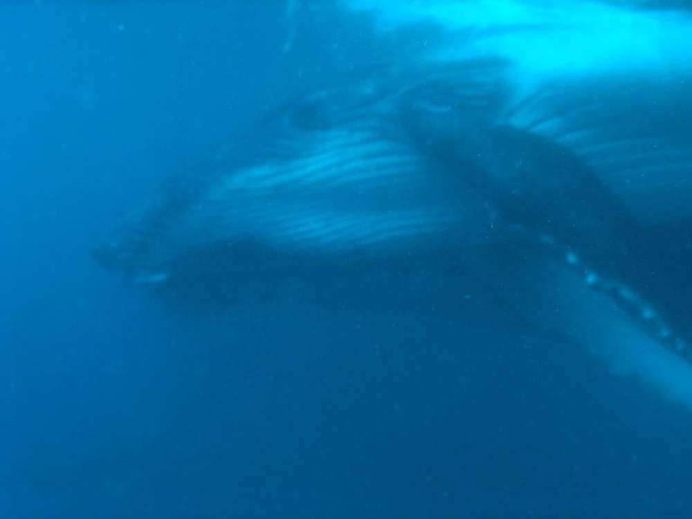 Tonga - Nuku'alofa - nadar con ballena jorobada