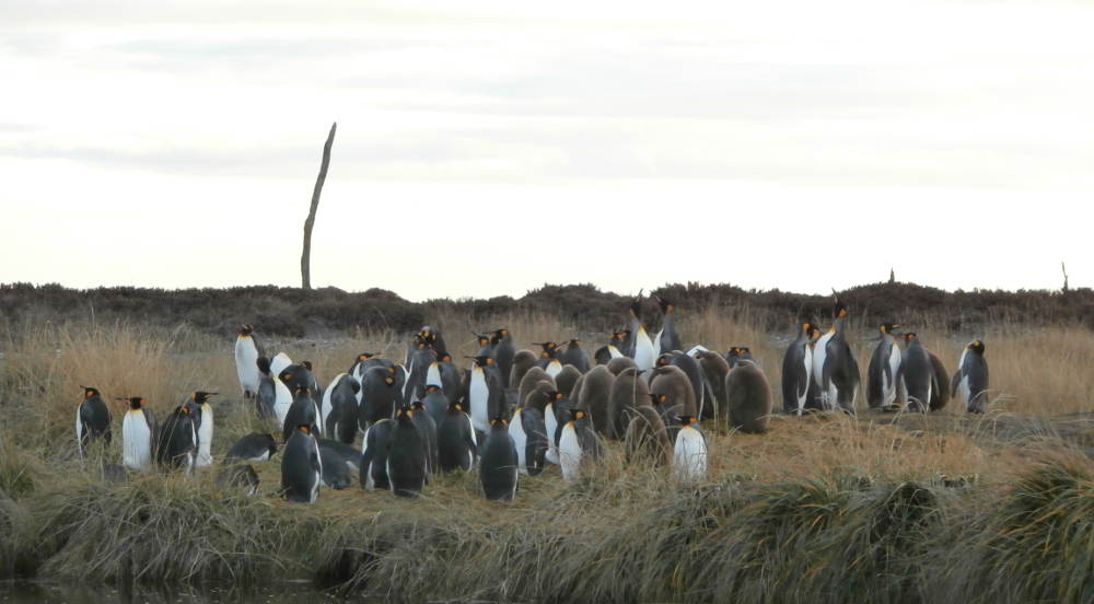 Chile - Patagonia - Parque Pinguino Rey