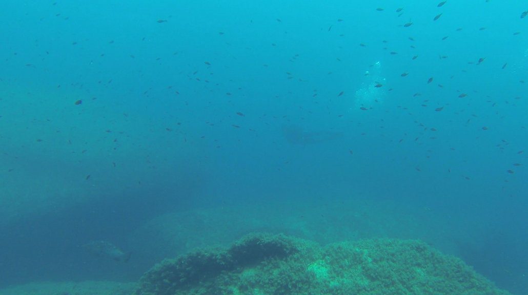 Sardinia - Villasimius - diving at Isola dei Cavoli