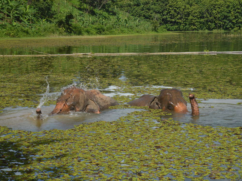 Laos - ECC Elephant Conservation Center - shower