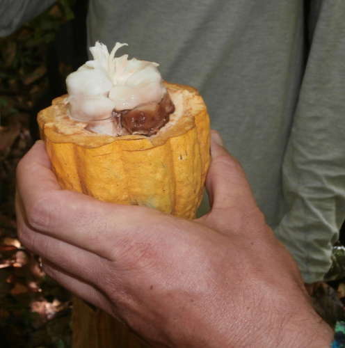 EZLN - basi d'appoggio - pianta cacao