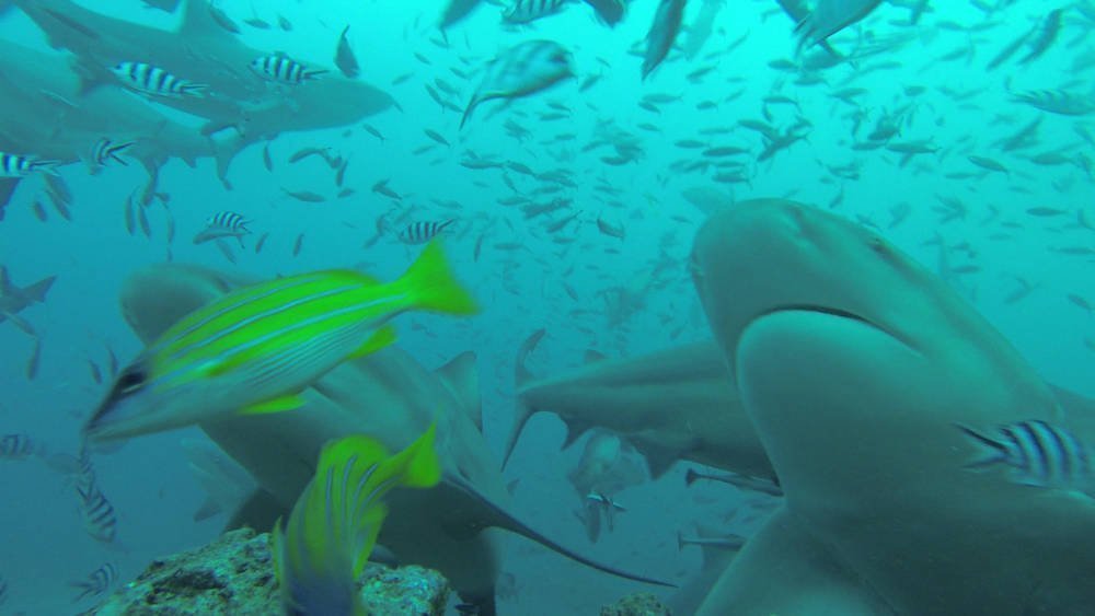 Fiji Islands - Beqa Lagoon - diving with sharks without cage