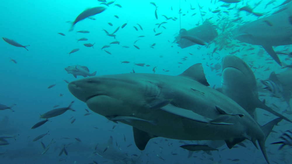 Fiji Islands - Beqa Lagoon - diving with sharks without cage
