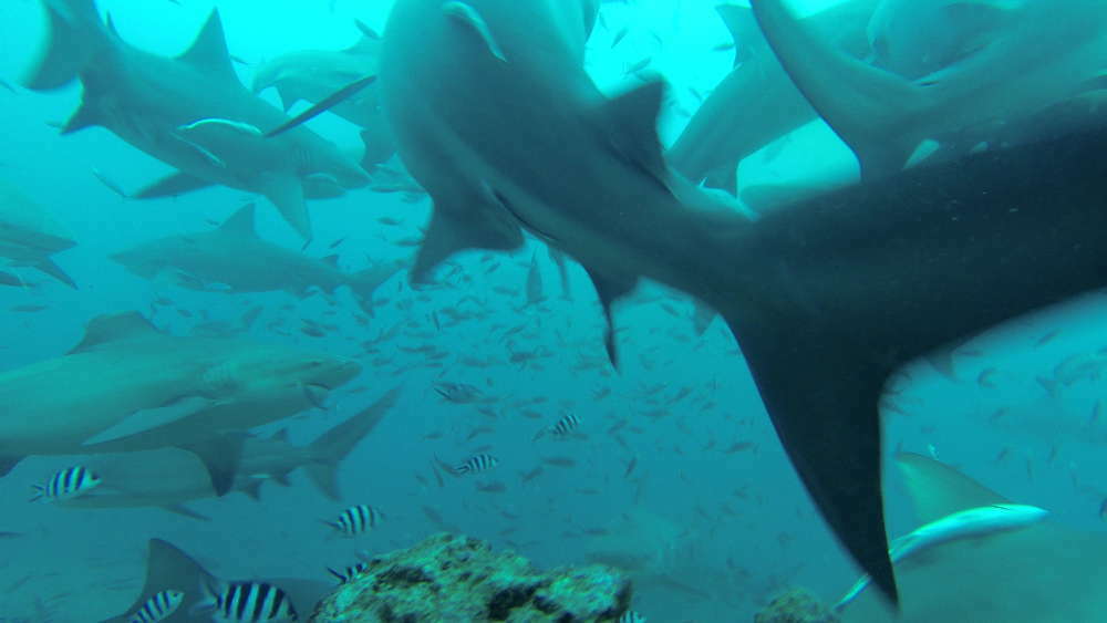 Isole Fiji - Beqa Lagoon - immersione con gli squali senza gabbia