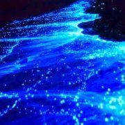 Isla Holbox - Mexico - plankton bioluminescence
