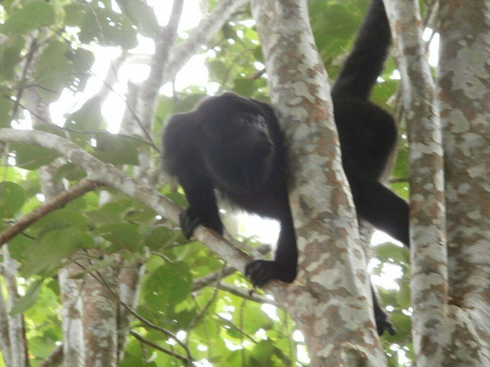 Chiapas - México - Mono aullador en Yaxchilán