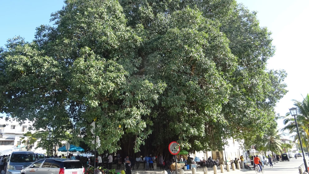 albero secolare - lungomare Zanzibar