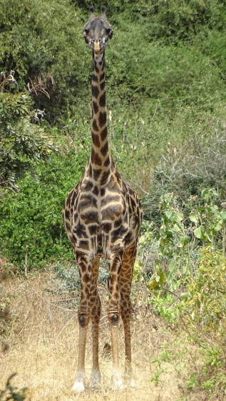 safari in Tanzania - Lake Manyara - giraffa