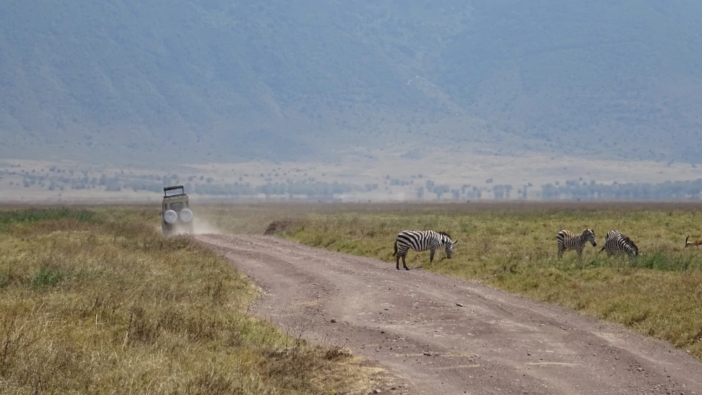 safari in Tanzania - Ngorongoro - 4x4 tra le zebre
