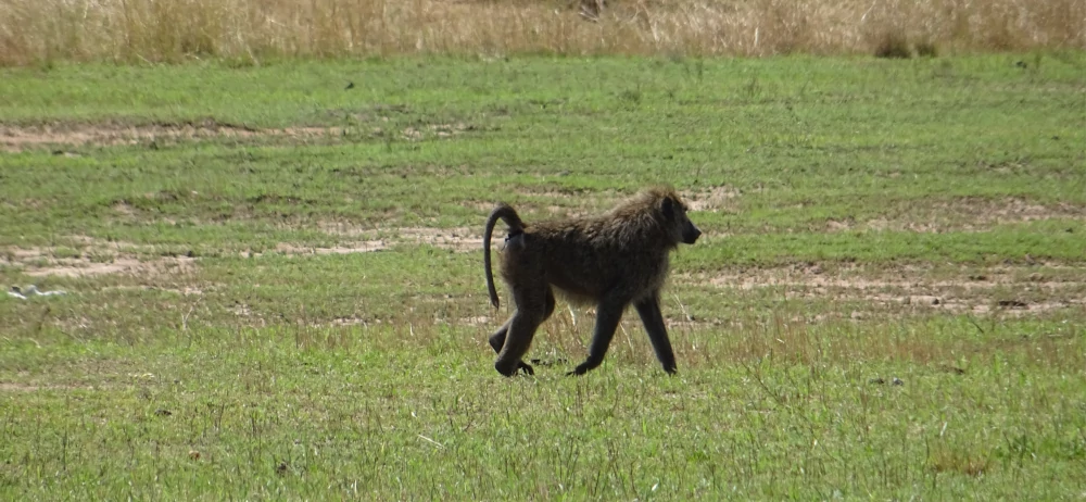 safari in Tanzania - Serengeti - babbuino