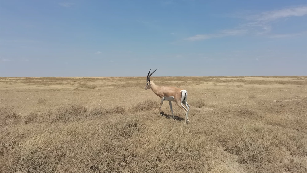 safari in Tanzania - Serengeti - gazzella di Grant