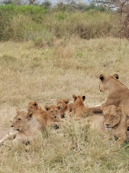 safari in Tanzania - Serengeti - leonesse e cuccioli