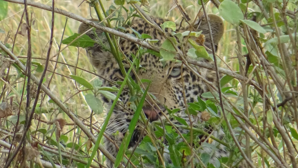 safari in Tanzania - Serengeti - occhi del leopardo