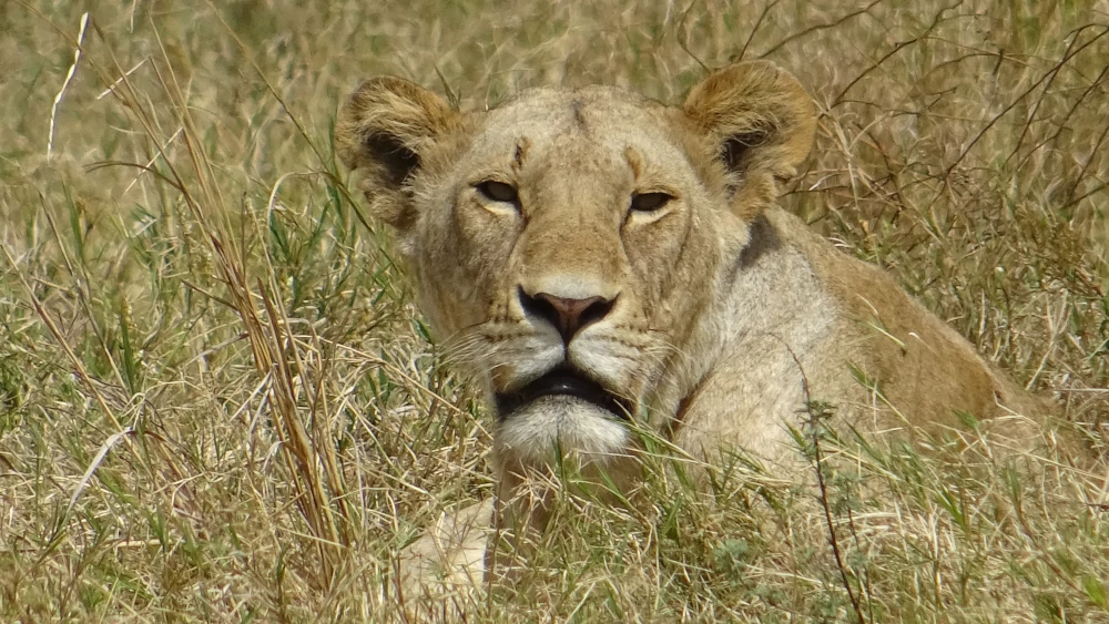 safari in Tanzania - Serengeti - sguardo della leonessa
