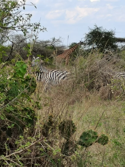 safari in Tanzania - Serengeti - zebre e giraffa