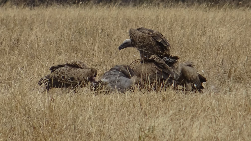 safari in Tanzania - Tarangire - avvoltoi