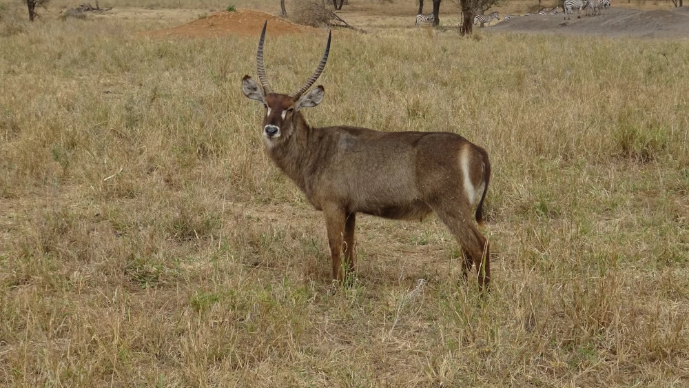 safari in Tanzania - Tarangire - cobo antilope cervo