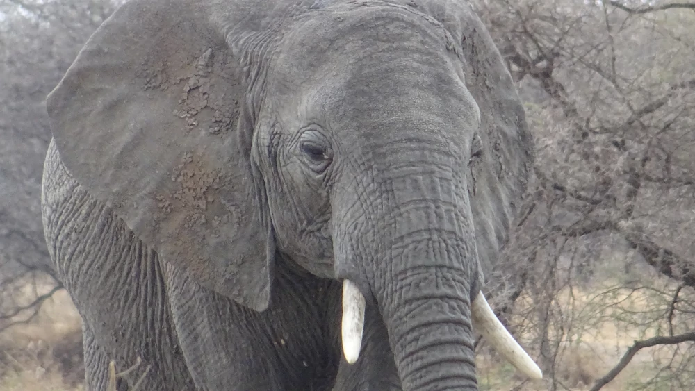 safari in Tanzania - Tarangire - elefante africano