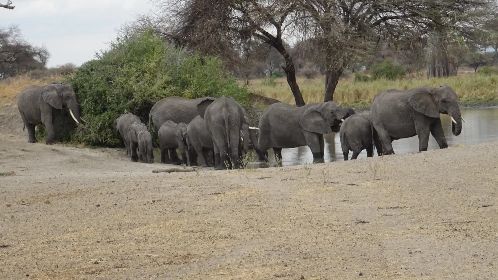 safari in Tanzania - Tarangire - elefanti africani