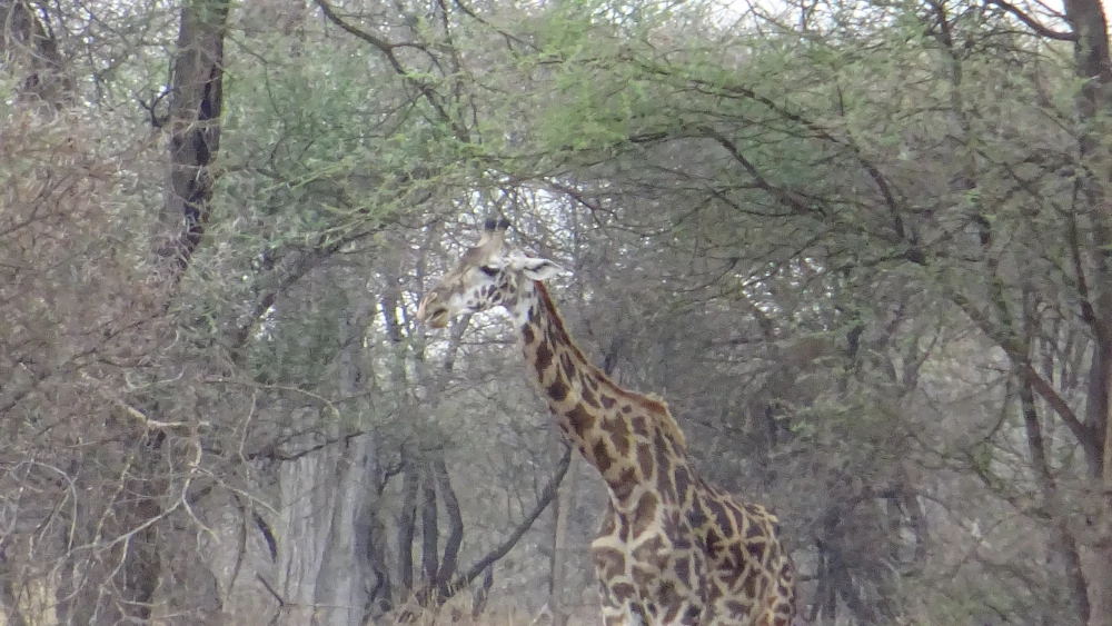 safari in Tanzania - Tarangire - giraffa