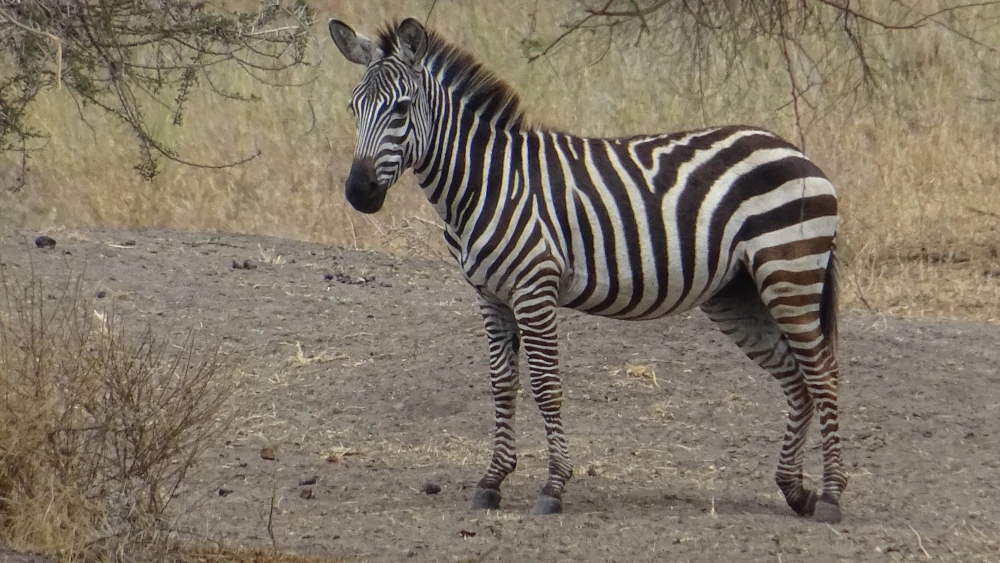 safari in Tanzania - Tarangire - zebra