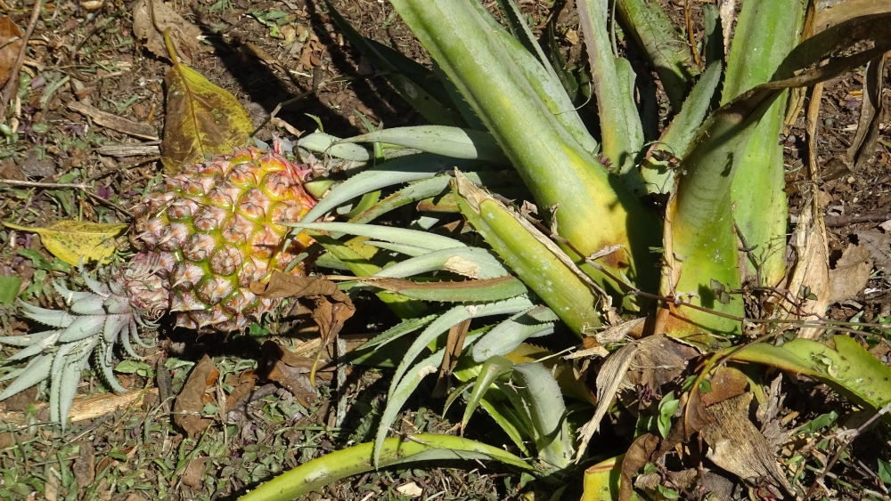 Pianta di ananas