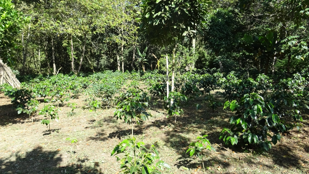 Piantagione di caffè