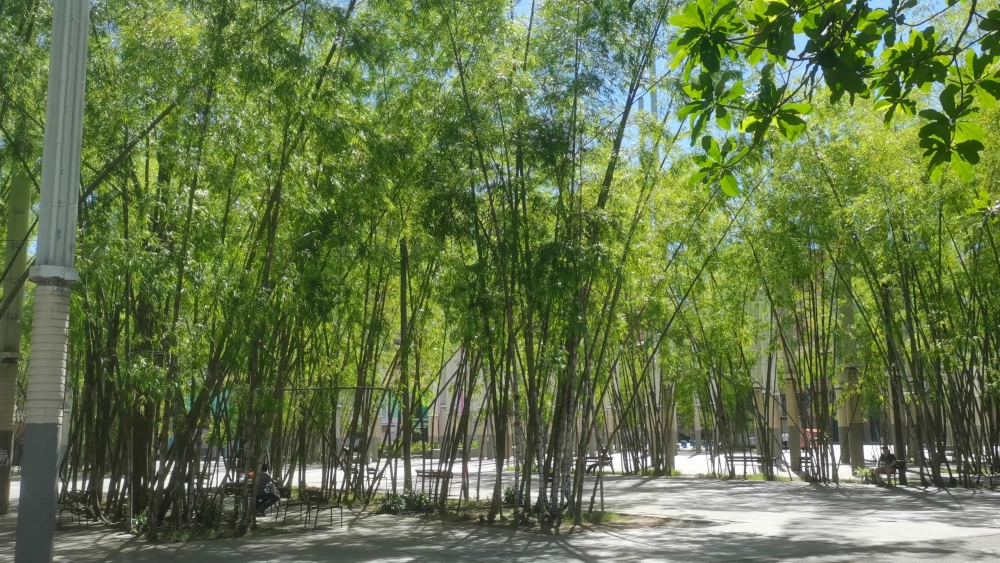Plaza Mayor, Medellin